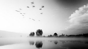 Birds flying by