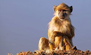 Young baboon - Africa wildlife van W. Woyke