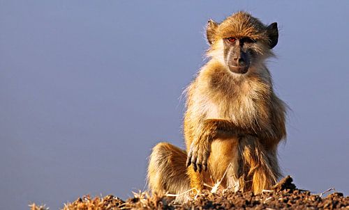 Junger Affe - Afrika wildlife