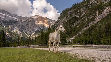 Chevaux sauvages dans les Dolomites sur Jack Soffers