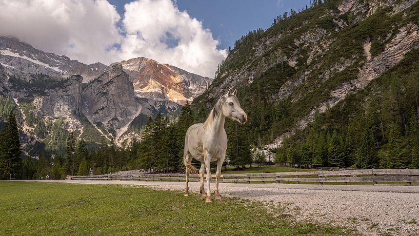 Wild horses in the Dolomites by Jack Soffers