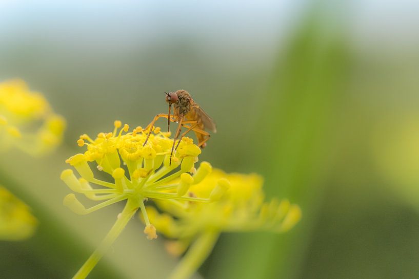 Akkerdisteldansvlieg by Moetwil en van Dijk - Fotografie
