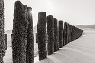 Zonnestralen opkomende zon bij golfbrekers op het strand in zwart-wit van Dana Schoenmaker thumbnail