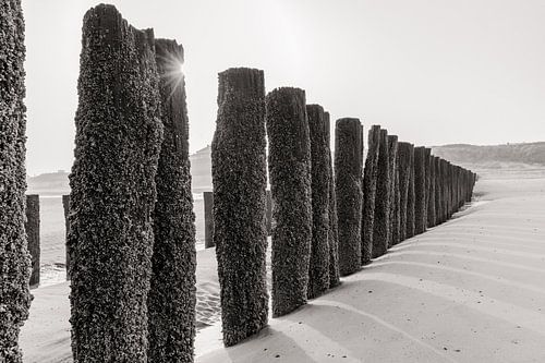 Zonnestralen opkomende zon bij golfbrekers op het strand in zwart-wit