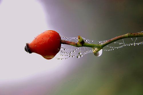 Druppels-in-Natuur--Rozenbottel in Dauw-001