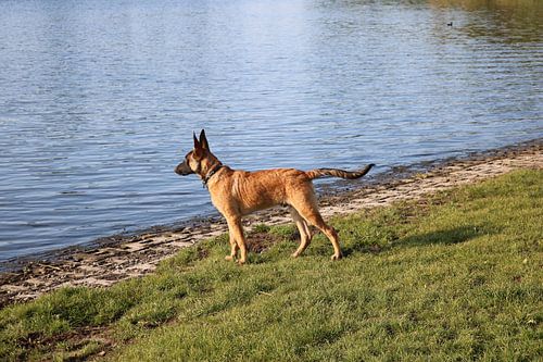 Focus aan de waterkant van Rosalie Broerze
