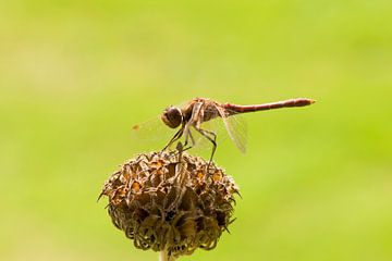 Bruine libelle