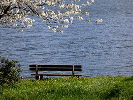 Un banc au bord de l'eau au printemps