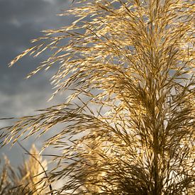 Herbe de la pampa dorée, nuages ​​et lumière du soleil 6 sur Adriana Mueller