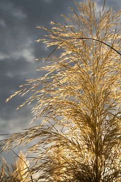 Golden pampas grass and clouds in sunlight 6