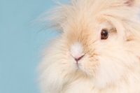 Flauschige Nahaufnahme - Teddy-Zwergkaninchen