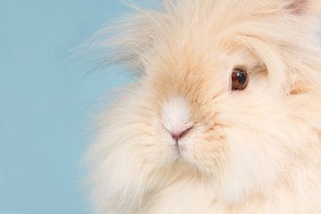 Fluffy close-up - Teddy dwarf rabbit by Dagmar Hijmans