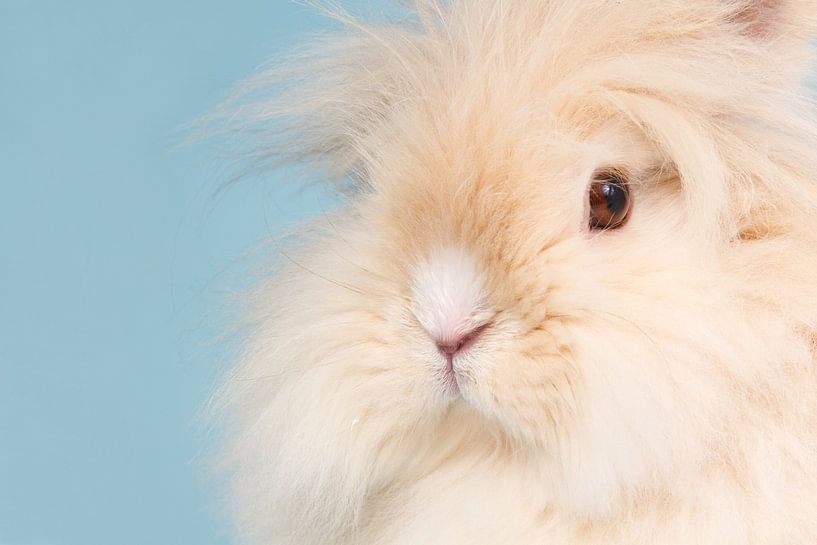 Flauschige Nahaufnahme - Teddy-Zwergkaninchen von Dagmar Hijmans