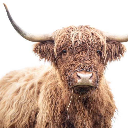 Highlander écossais