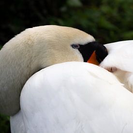 Sleeping swan, nice and warm with his head between the feathers by Patricia Belkum