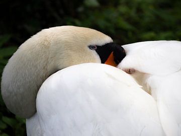 slapende zwaan, lekker warm met zijn kop tussen de veren van Patricia Belkum