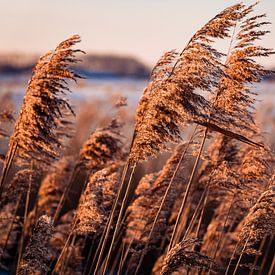 Schilf im Polder von Carina Calis