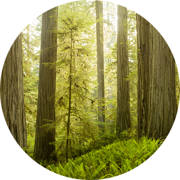 Redwoods van Rainer Mirau