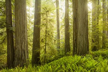 Redwoods sur Rainer Mirau