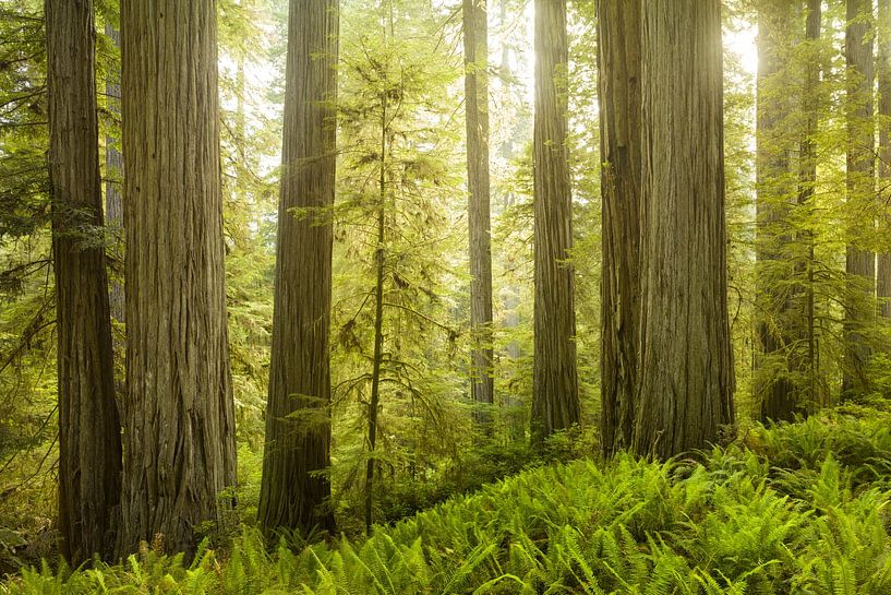 Redwoods van Rainer Mirau