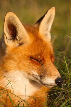 fox by Hanneke Ruijterlinde