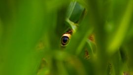 Vriend of vijand? van Hugo Braun