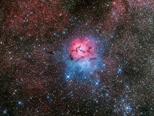 Trifid nevel