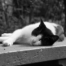 Cat in black and white by Angelique van Heertum