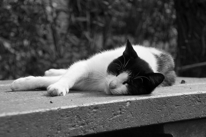 Cat in black and white von Angelique van Heertum