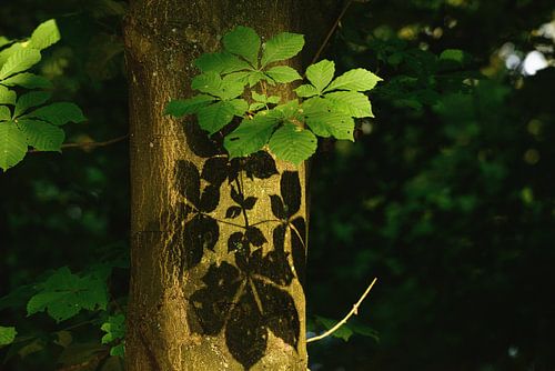 schaduw blad op boom