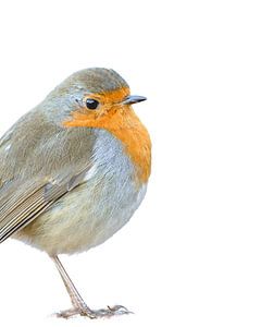 Robin