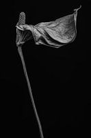 Dried flamingo flower - Anthurium II