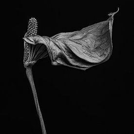 Dried flamingo flower - Anthurium II by Steffen Sebastian Schäfer