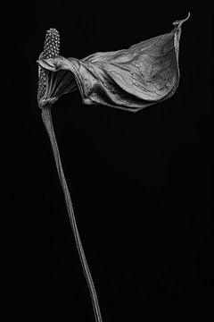 Fleur de flamant séchée - Anthurium II sur Steffen Sebastian Schäfer
