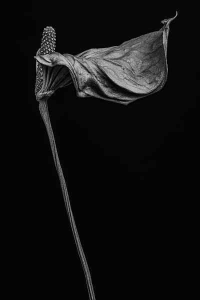 Fleur de flamant séchée - Anthurium II par Steffen Sebastian Schäfer