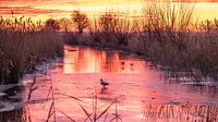 Duck on 1 night ice in fire red evening sun