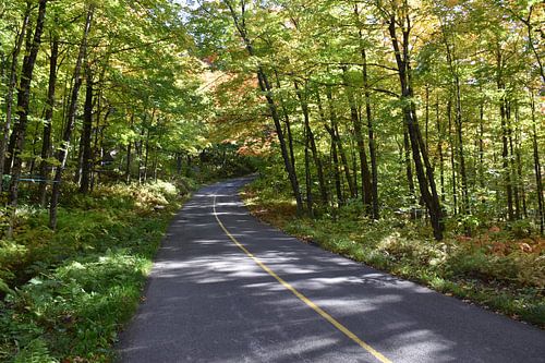 Een landweg doorkruist een esdoornbos