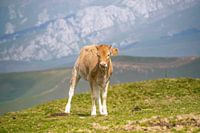 Calf in the Pyrenees