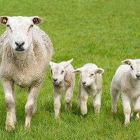 Schaap met lammetjes van Sharonne Verkaik