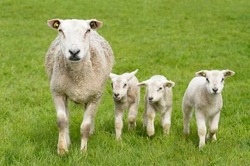 Schaap met lammetjes