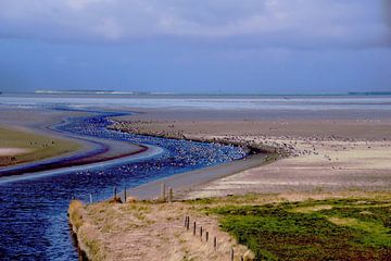 Zwarte Haan: Waddengebied van George van der Vliet