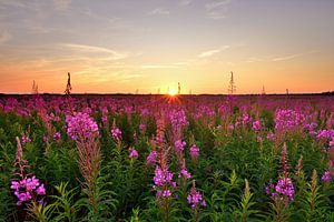 Roses de saule au coucher du soleil