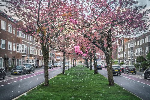 Lente op de Johan Kapteijnlaan in Groningen – Sprookjesachtige Bloesems met Winterse Sneeuwval