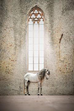 Spaanse hengst in oude kerk | horse photography | groot raam van Laura Dijkslag