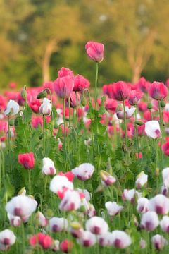 Mohnblumen, viele Mohnblumen von Moetwil en van Dijk - Fotografie