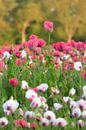 Poppies, lots of poppies by Moetwil en van Dijk - Fotografie thumbnail