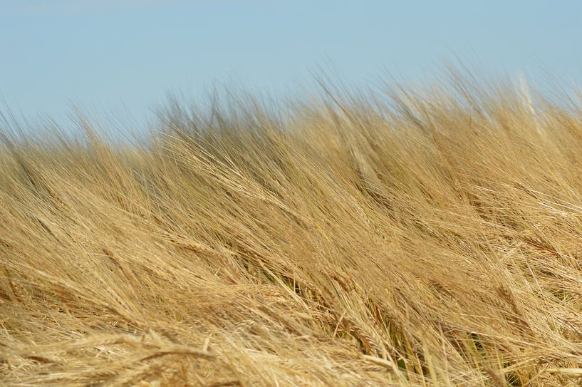 De oogst voor de nazomer. by Grietje van der Reijnst