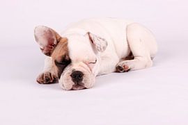 Mollie by LUNA Fotografie