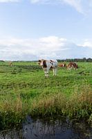 Dutch landscape with cows