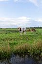 Nederlands landschap met koeien van Madelief Dekker thumbnail